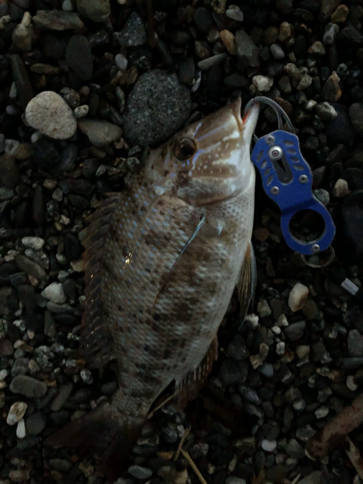 千本浜の釣果報告 カゴ釣りの仕掛け紹介 Fishing Fishing