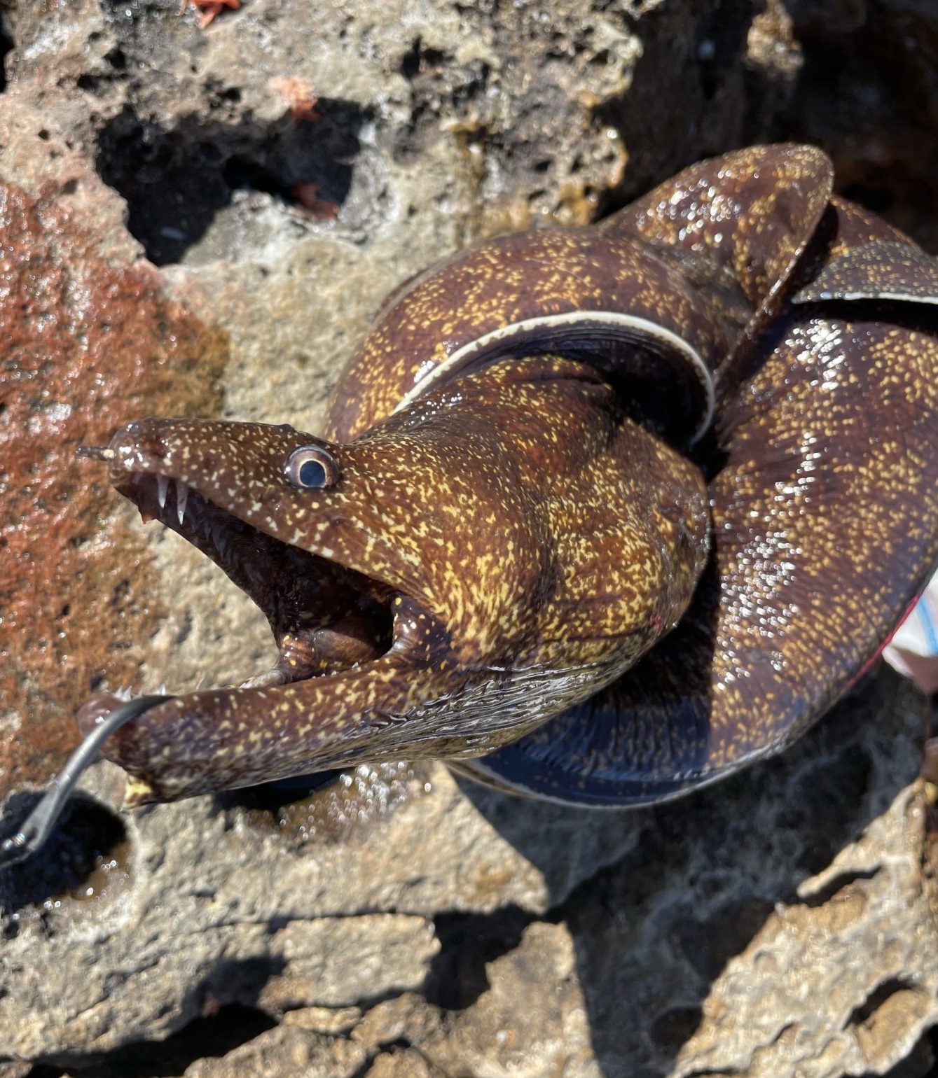 ウツボページ ウツボの釣り方と仕掛けの紹介。最強の餌やウツボの料理など徹底解説